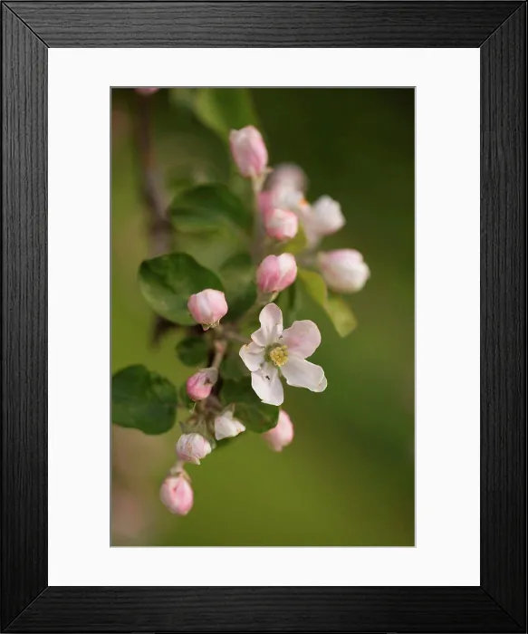 Framed Print : Pink Apple Tree flowers in close-up