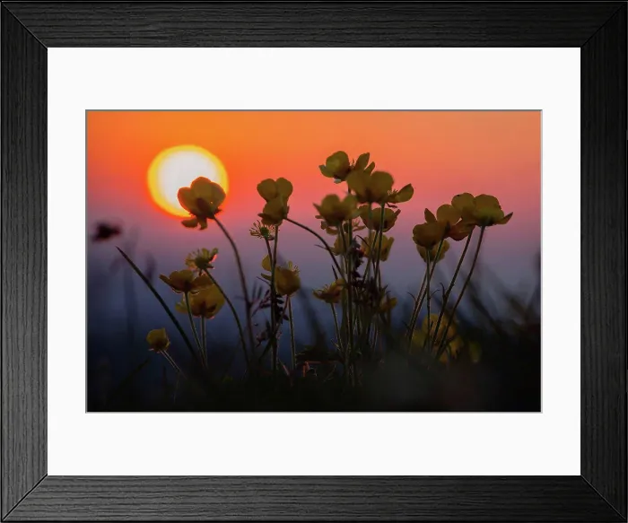 Framed Print : Flowering buttercup in the alps at sunset, close-up, ranunculus Framed Print : Flowering buttercup in the alps at sunset, close-up, ranunculus