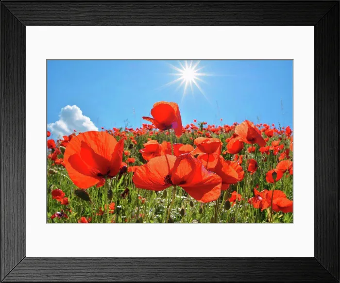Framed Print : Poppies with sun in summer, Germany