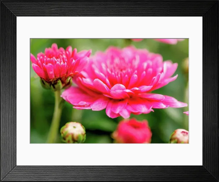Framed Print : Winter aster, close-up, double flowers