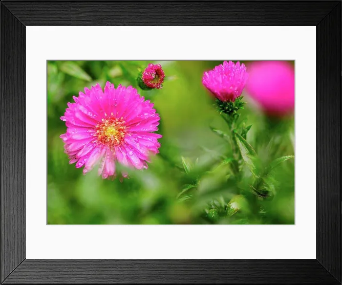 Framed Print : Winter aster, close-up, double flowers