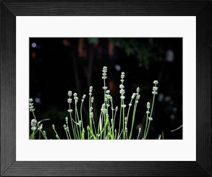 Framed Print : Flowering lavender, Close-up, Lavandula angustifolia Framed Print : Flowering lavender, Close-up, Lavandula angustifolia
