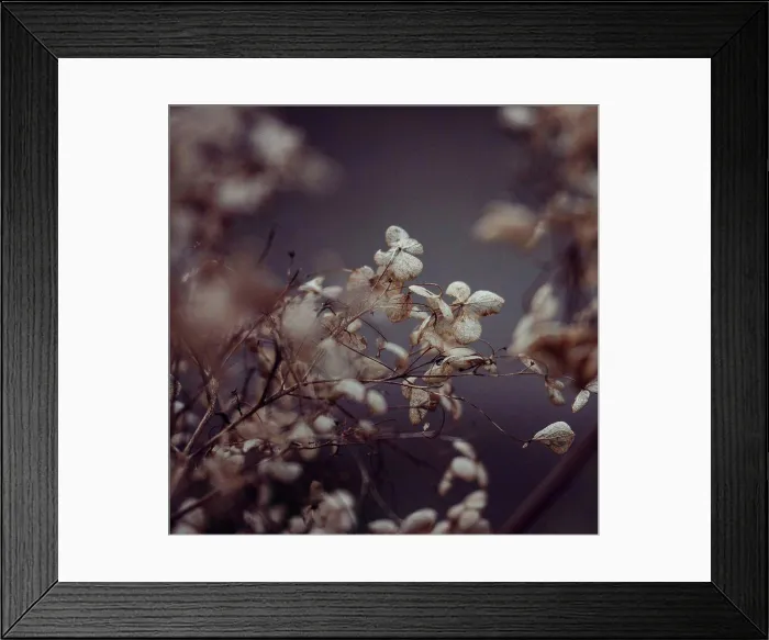 Framed Print : Wilted flowers of hydrangeas, close-up, hydrangea