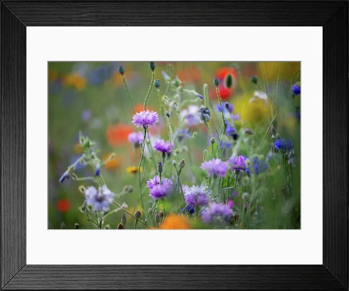 Framed Print : Summer flower meadow with cornflowers, close-up, Centaurea cyanus Framed Print : Summer flower meadow with cornflowers, close-up, Centaurea cyanus