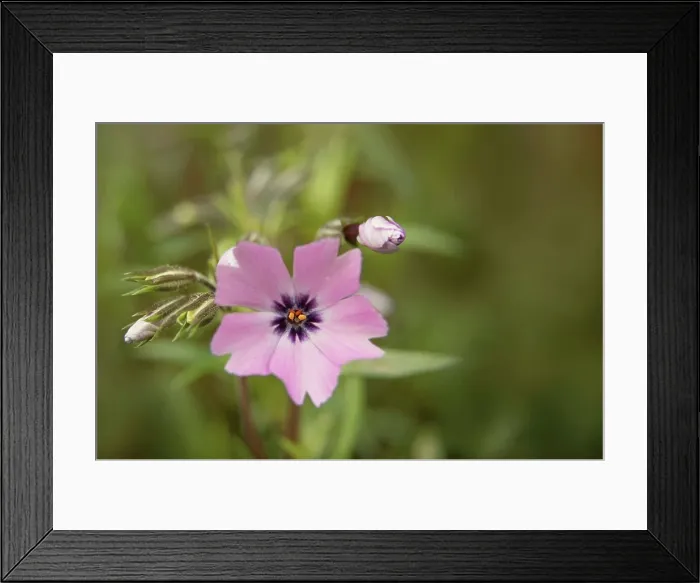 Framed Print : Spring flowers, moss phlox, pink flower, close-up