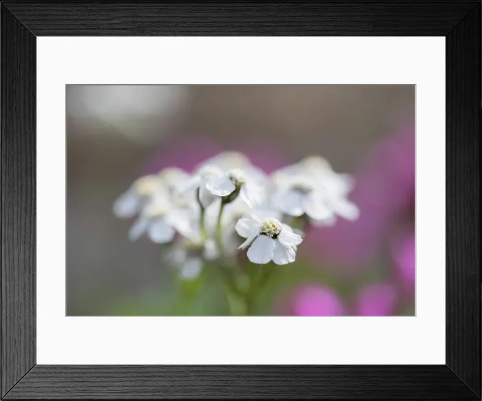Framed Print : Yarrow, Achillea millefolium, flower, close-up stand, blur Framed Print : Yarrow, Achillea millefolium, flower, close-up stand, blur