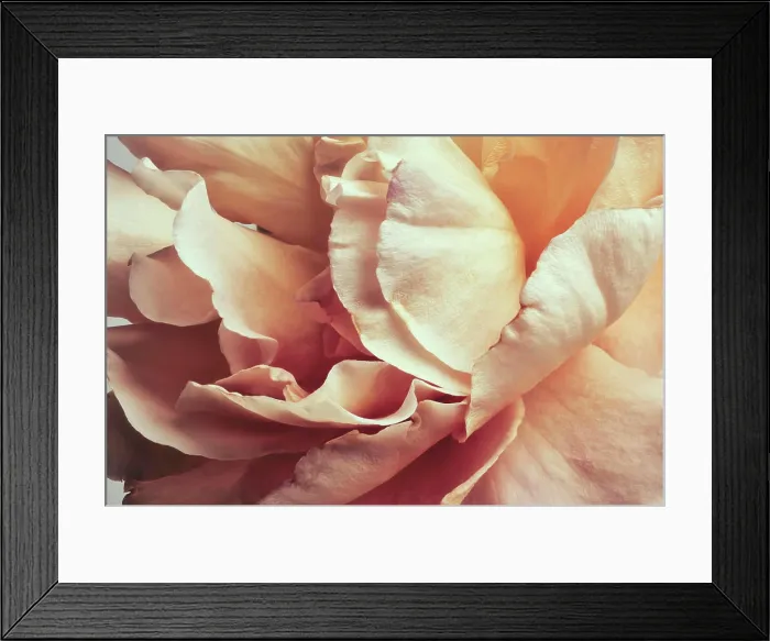Framed Print : Full frame peach colored rose petals Framed Print : Full frame peach colored rose petals