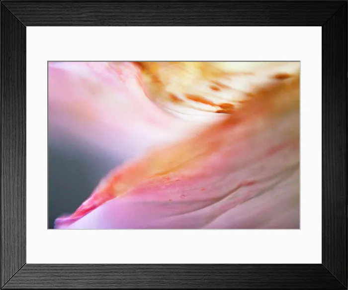 Framed Print : Close-up of pink flower petal