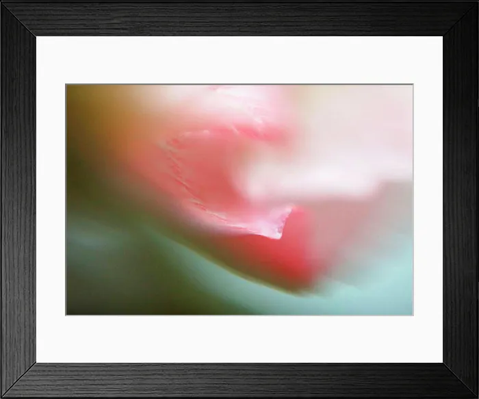 Framed Print : Extreme close-up of pink flower Framed Print : Extreme close-up of pink flower