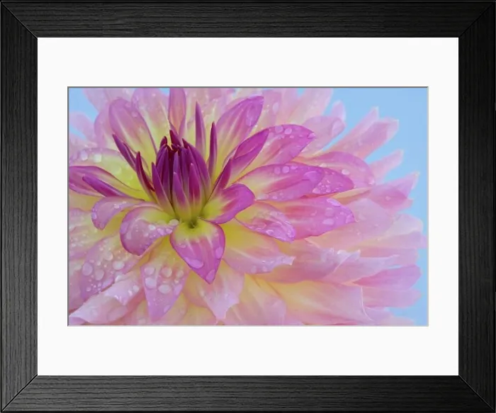 Framed Print : Close-up of water droplets on a dahlia Framed Print : Close-up of water droplets on a dahlia