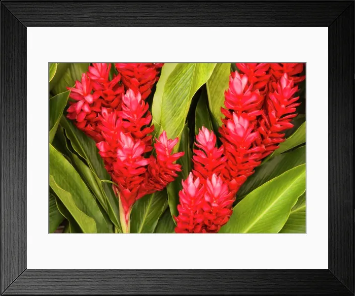 Framed Print : Close-up of red ginger flowers, Papeete, Tahiti, French Polynesia Framed Print : Close-up of red ginger flowers, Papeete, Tahiti, French Polynesia