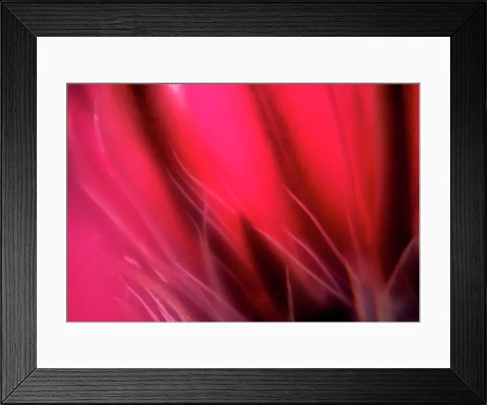 Framed Print : Close up of pink flowers