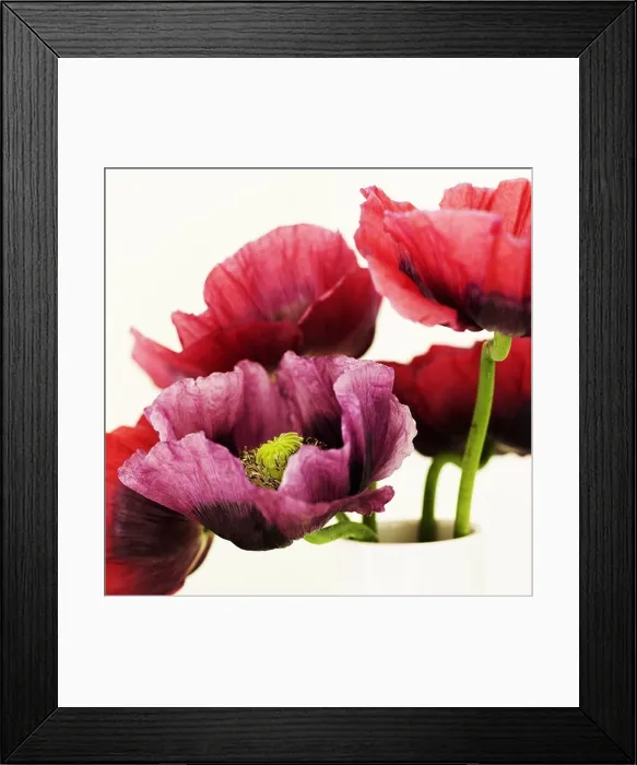 Framed Print : Close up of multicolored flowers Framed Print : Close up of multicolored flowers