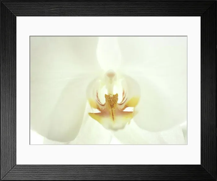 Framed Print : Close-up of a flower Framed Print : Close-up of a flower