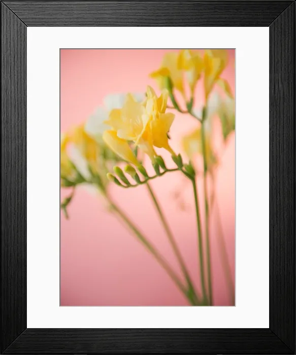 Framed Print : Close-up of freesia flowers