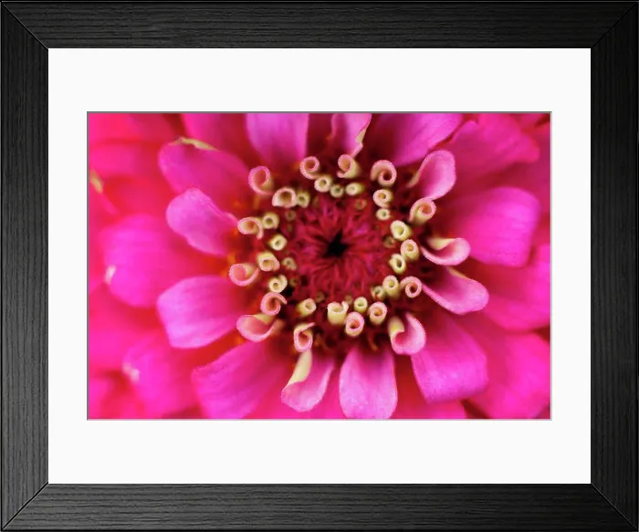 Framed Print : Germany, Zinnia flower, close up