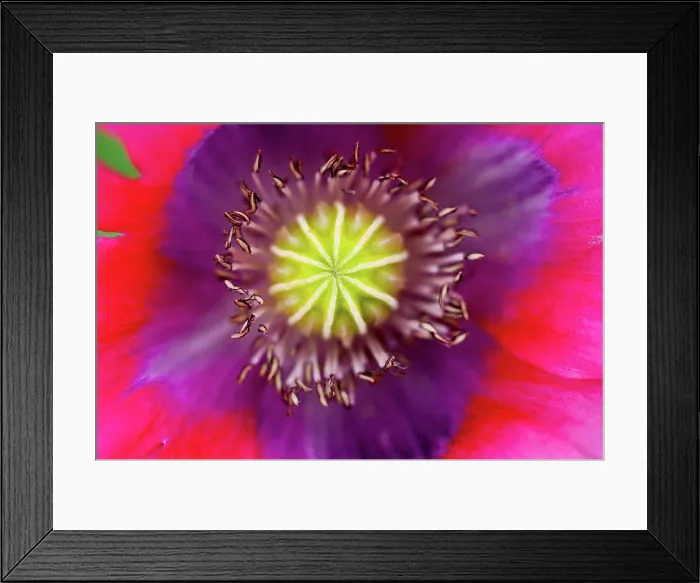 Framed Print : Germany, Poppy flower, close up