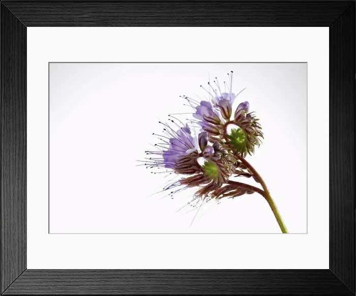 Framed Print : Phacelia flower against white background, close up Framed Print : Phacelia flower against white background, close up