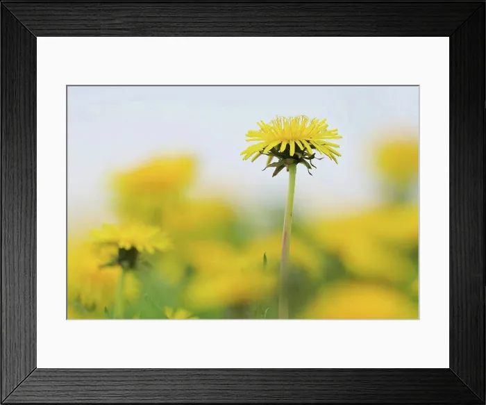 Framed Print : Germany, Bavaria, Dandelion flowers, close up Framed Print : Germany, Bavaria, Dandelion flowers, close up