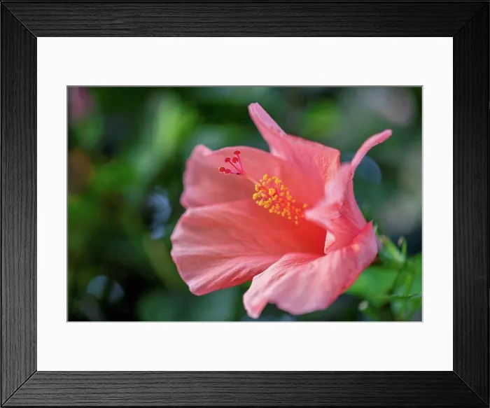 Framed Print : Hibiscus flower, close up Framed Print : Hibiscus flower, close up