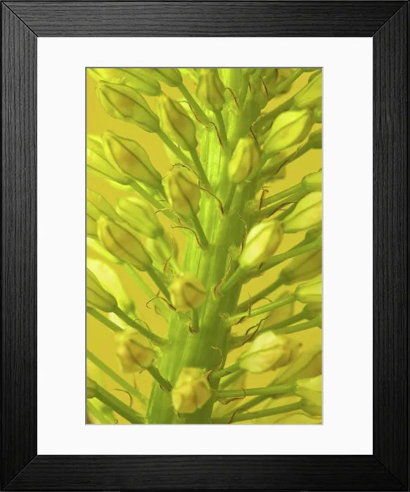 Framed Print : Close-up view of blooming flower