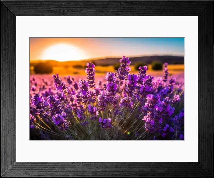 Framed Print : a close up of a lavender flowers in a field. generative ai Framed Print : a close up of a lavender flowers in a field. generative ai