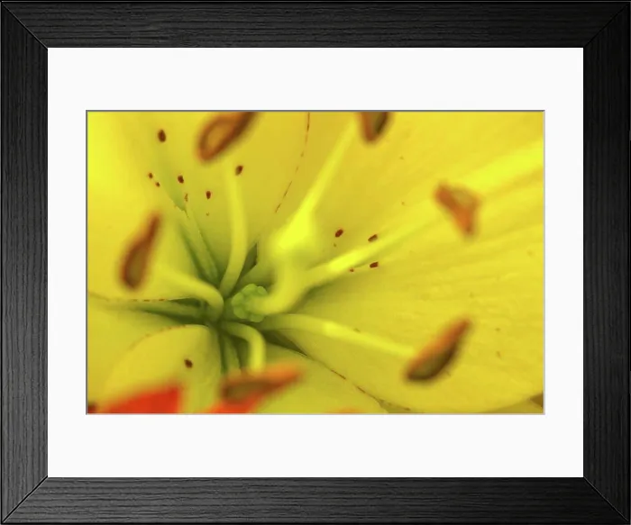 Framed Print : Close-up view of blooming flower Framed Print : Close-up view of blooming flower