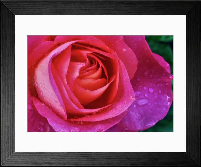 Framed Print : Canada, Vancouver Island, Saanich Peninsula, Pink Rose Framed Print : Canada, Vancouver Island, Saanich Peninsula, Pink Rose