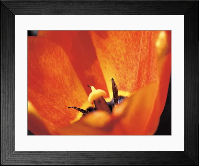 Framed Print : Close-up of a flower