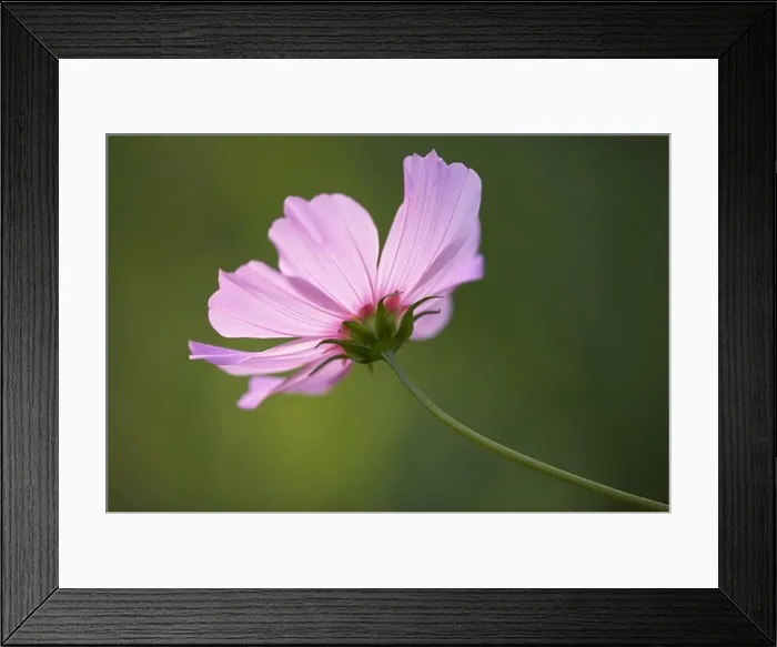 Framed Print : Close-up of a flower Framed Print : Close-up of a flower
