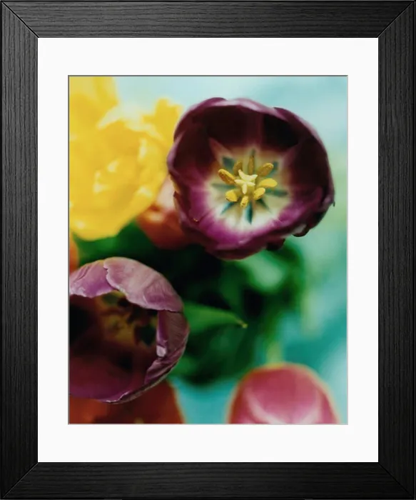 Framed Print : Close-up of flowers Framed Print : Close-up of flowers
