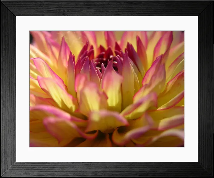 Framed Print : CLOSE UP OF FLOWER DAHLIA Framed Print : CLOSE UP OF FLOWER DAHLIA