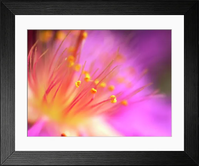 Framed Print : Flower. Close-up of pollen on stamen of flower (lecythidaceae) Framed Print : Flower. Close-up of pollen on stamen of flower (lecythidaceae)