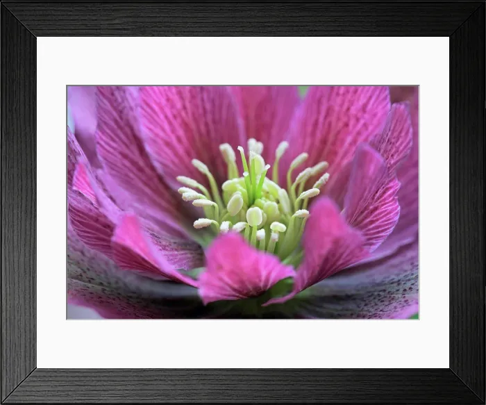 Framed Print : Wales, Monmouthshire, Monmouth. Close up of Hellebore flower Framed Print : Wales, Monmouthshire, Monmouth. Close up of Hellebore flower
