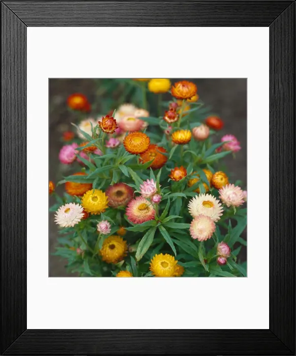Framed Print : Close up of clump ofmulticoloured everlasting flowers