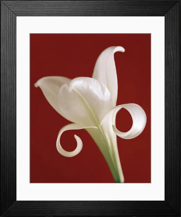 Framed Print : A white flower, close-up