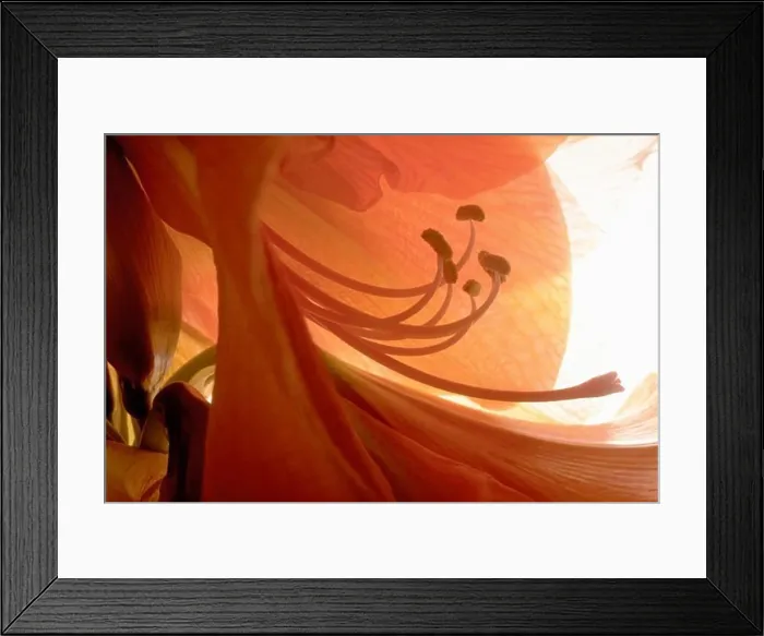 Framed Print : Close-up of Flower Reproductive Organs Framed Print : Close-up of Flower Reproductive Organs