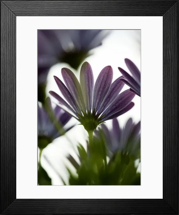 Framed Print : A flower, close-up