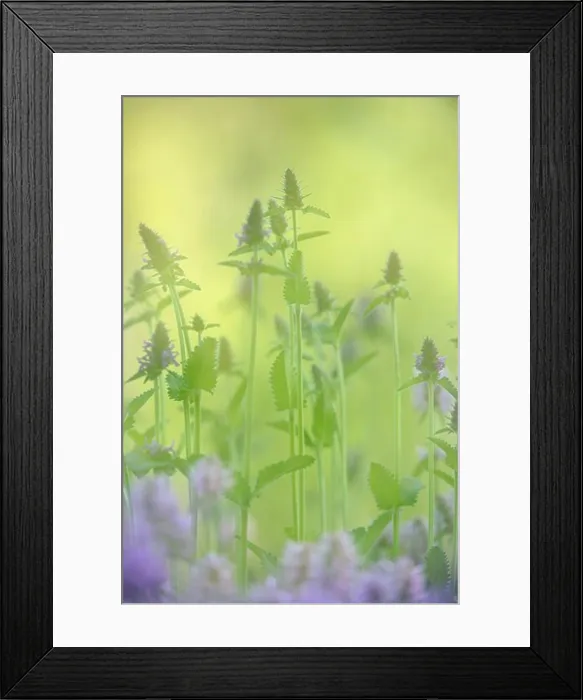 Framed Print : Close-up of flowers Framed Print : Close-up of flowers