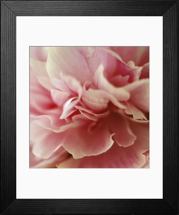 Framed Print : Pink flower, close-up Framed Print : Pink flower, close-up