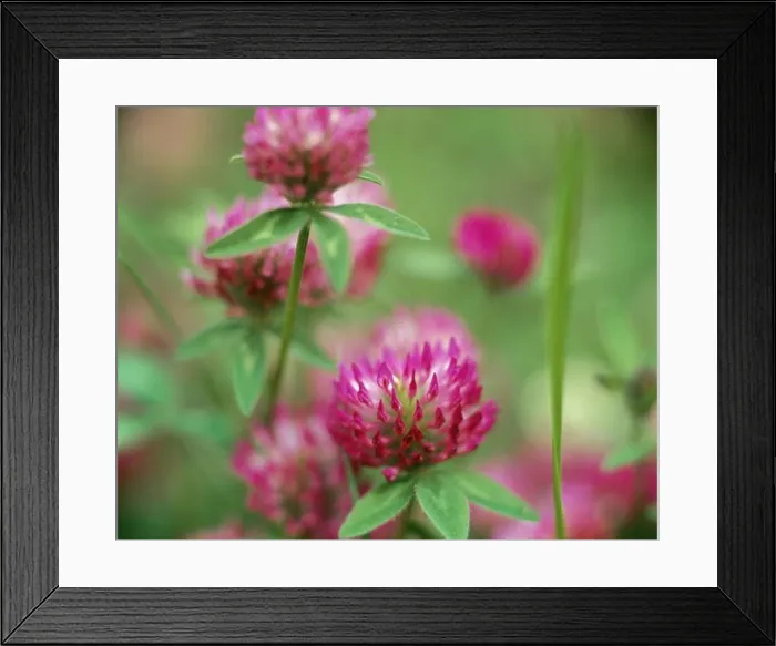 Framed Print : Pink flowers, close-up