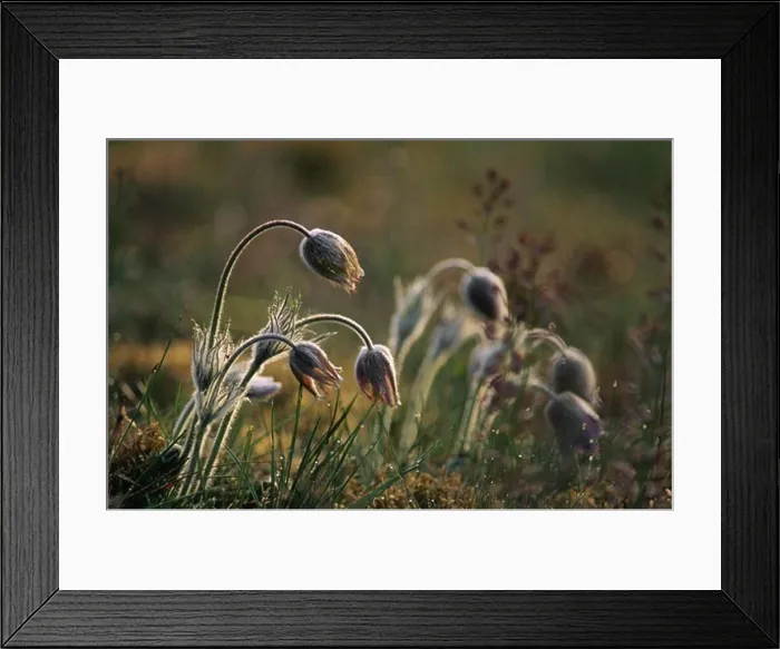 Framed Print : Flowers in field, close-up Framed Print : Flowers in field, close-up