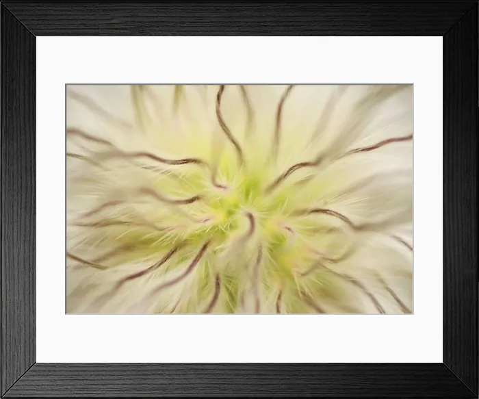 Framed Print : Pasque flower, close-up Framed Print : Pasque flower, close-up