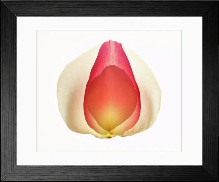 Framed Print : Close up of multicolor flower petals Framed Print : Close up of multicolor flower petals