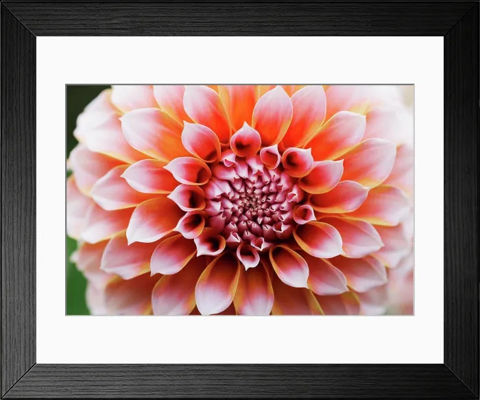 Framed Print : Close up of a dahlia flower