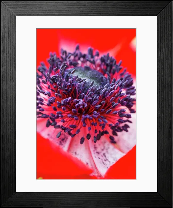Framed Print : Close up of a flower with red petals and purple stamens