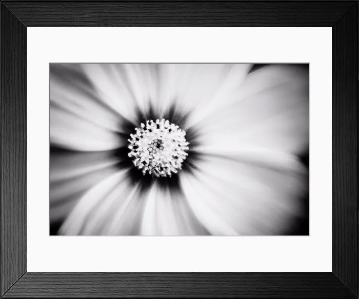 Framed Print : Black and white close up of Cosmos flower Framed Print : Black and white close up of Cosmos flower