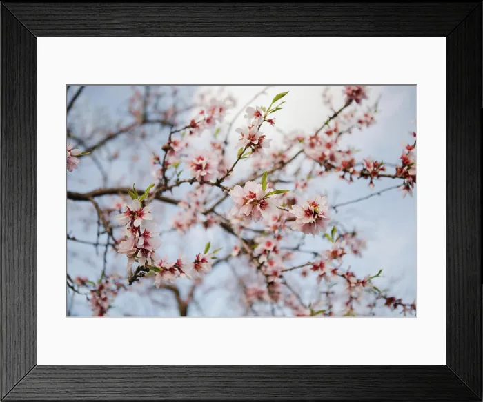 Framed Print : Closeup wooden twig with pink blooms in garden on hills on blurred background