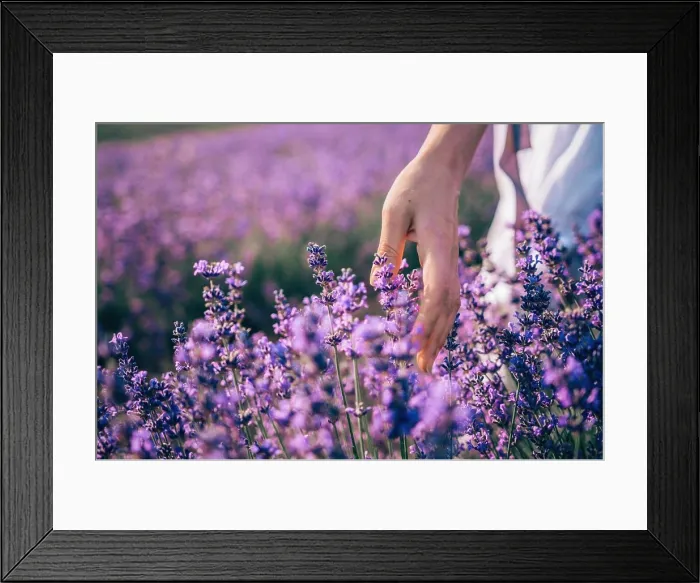 Framed Print : Close up on hand of happy young woman in white dress on blooming fragrant lavender fields with endless rows Framed Print : Close up on hand of happy young woman in white dress on blooming fragrant lavender fields with endless rows