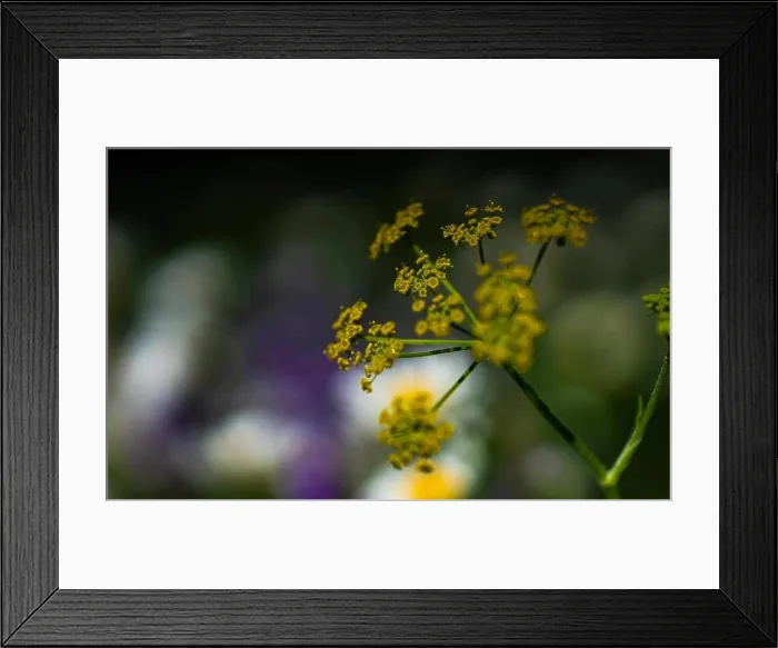 Framed Print : Summer background with close up of flowers Framed Print : Summer background with close up of flowers
